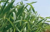 SUNTORY 極的青汁約10~30日分/30包